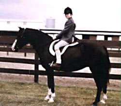 Bristol Serendipity under saddle with English tack and rider astride